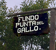 fundo punta del gallo
